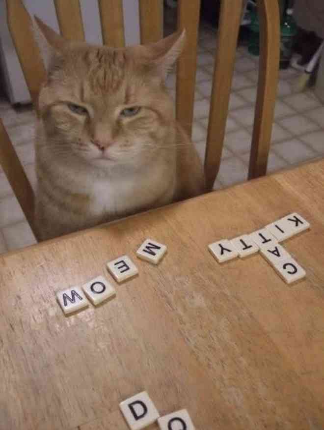 A grumpy cat staring at the camera. In front of the cat is scrabble pieces spelling 'CAT', 'KITTY' and 'MEOW'